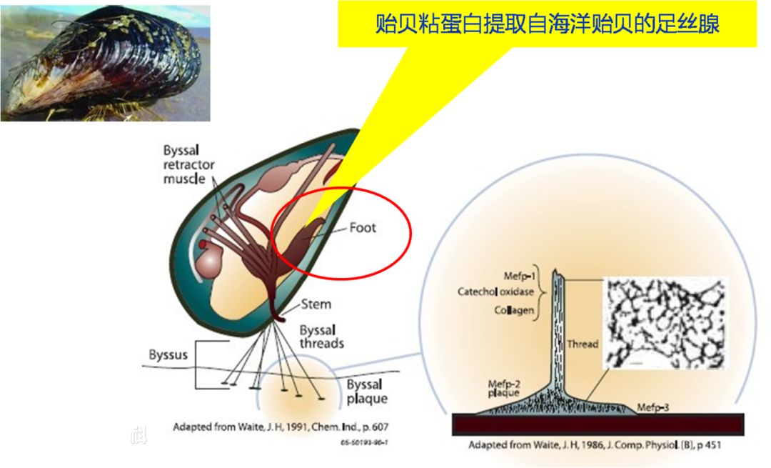 科学家们从海洋贻贝的足丝中提取出了贻贝粘蛋白,它在临床试验中被