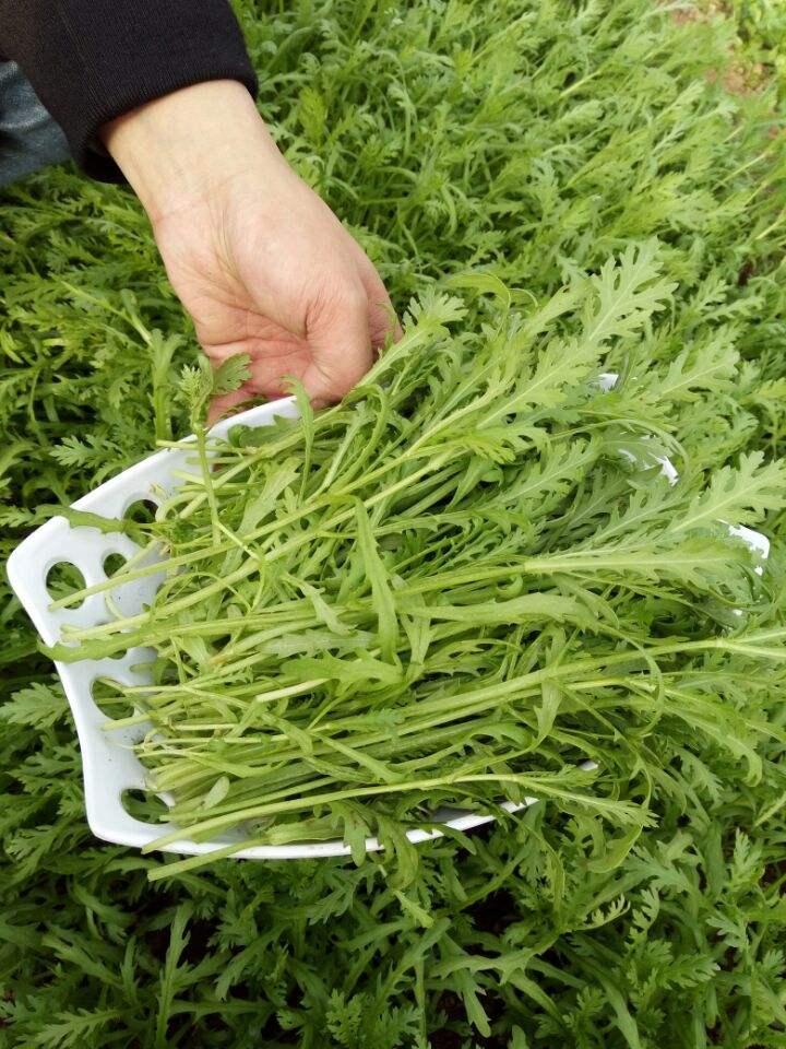 被称为皇帝菜的茼蒿什么时间种植好