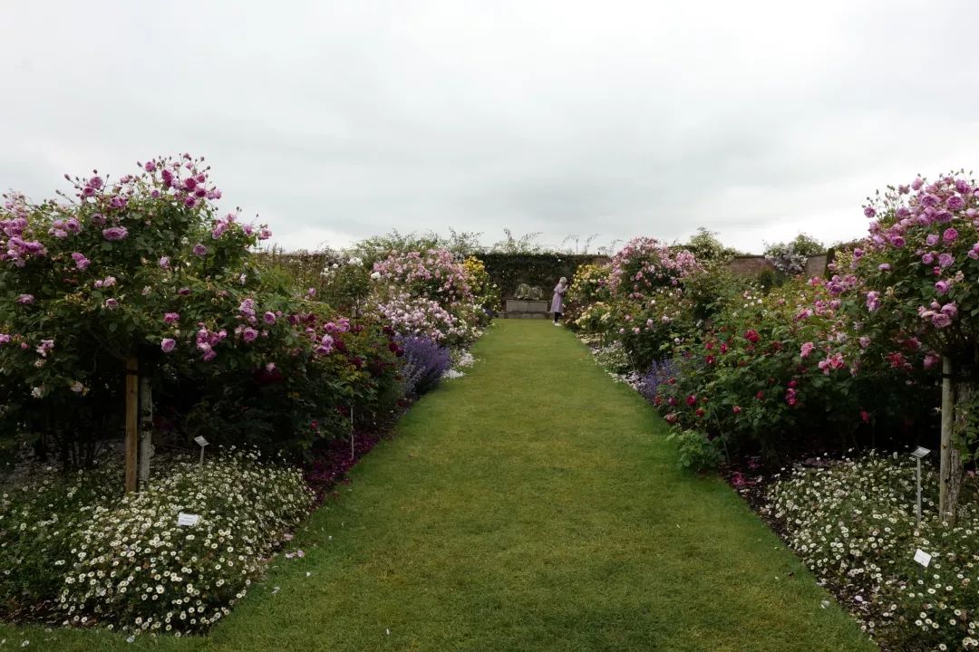 海妈花园访问2019英国奥斯汀玫瑰园朝圣之旅