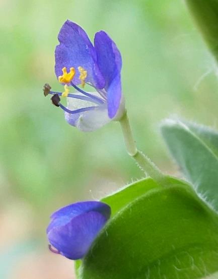 "饭包草"蓝色花开送清凉