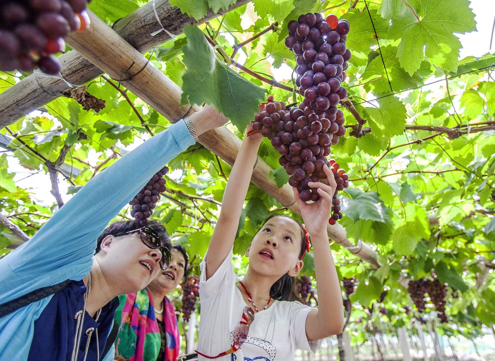 (4)葡萄快乐互动游戏:情侣相互喂葡萄比赛,高难度吃葡萄比赛.