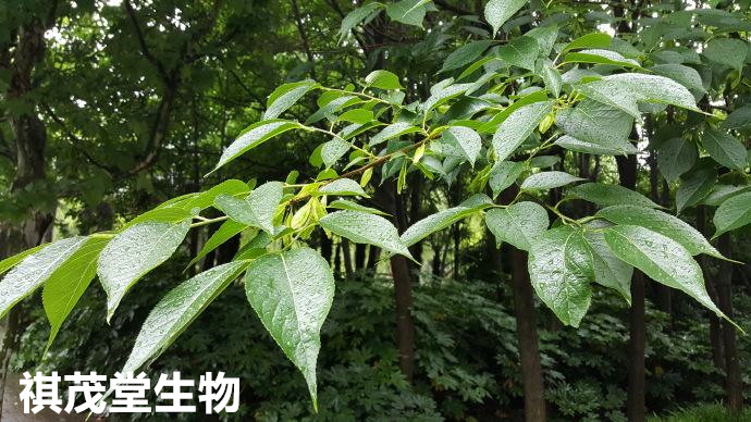 植物提取飼料添加劑杜仲葉提取物(仲能)在水產養殖中的作用