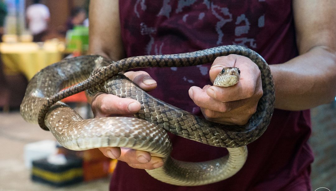 折后:99/斤活动持续1个月是的,烤蛇,你敢吃吗?