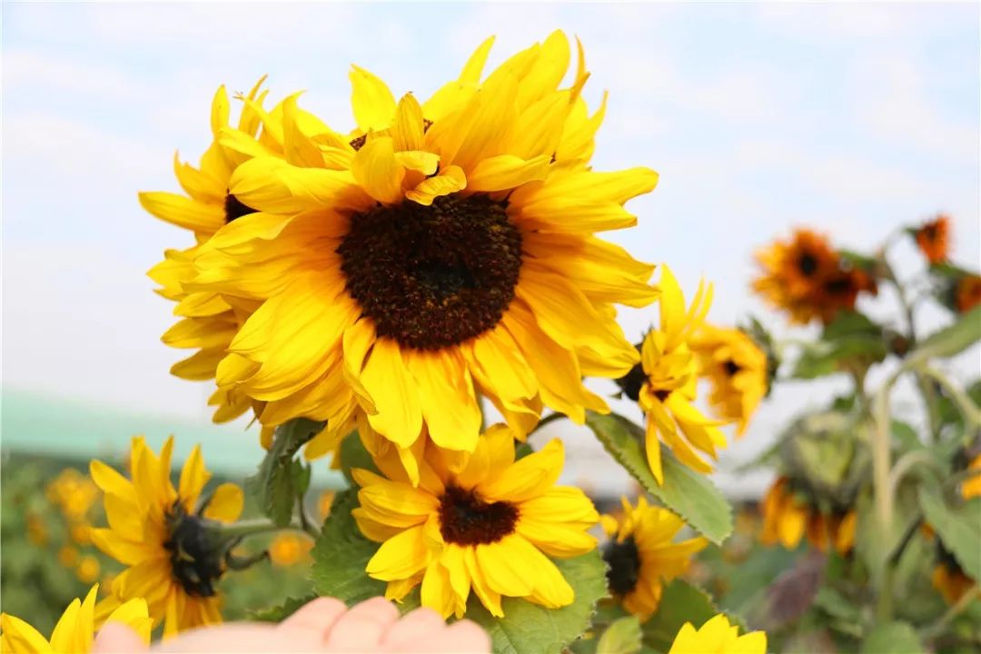 超美清远百亩向日葵花海惊艳盛放本周日正式开园