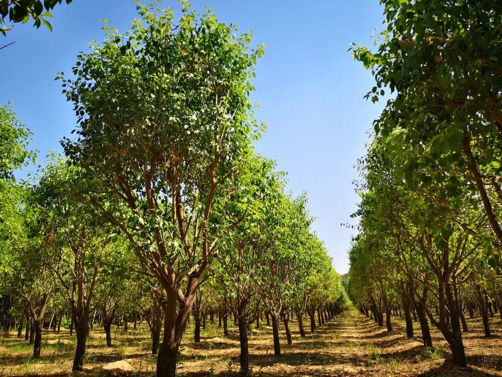 【苗乡行山西线】第三天:山西有好苗!