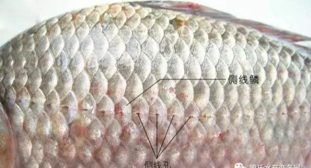 收藏水产人必备鱼类外部形态与内部器官最全讲解