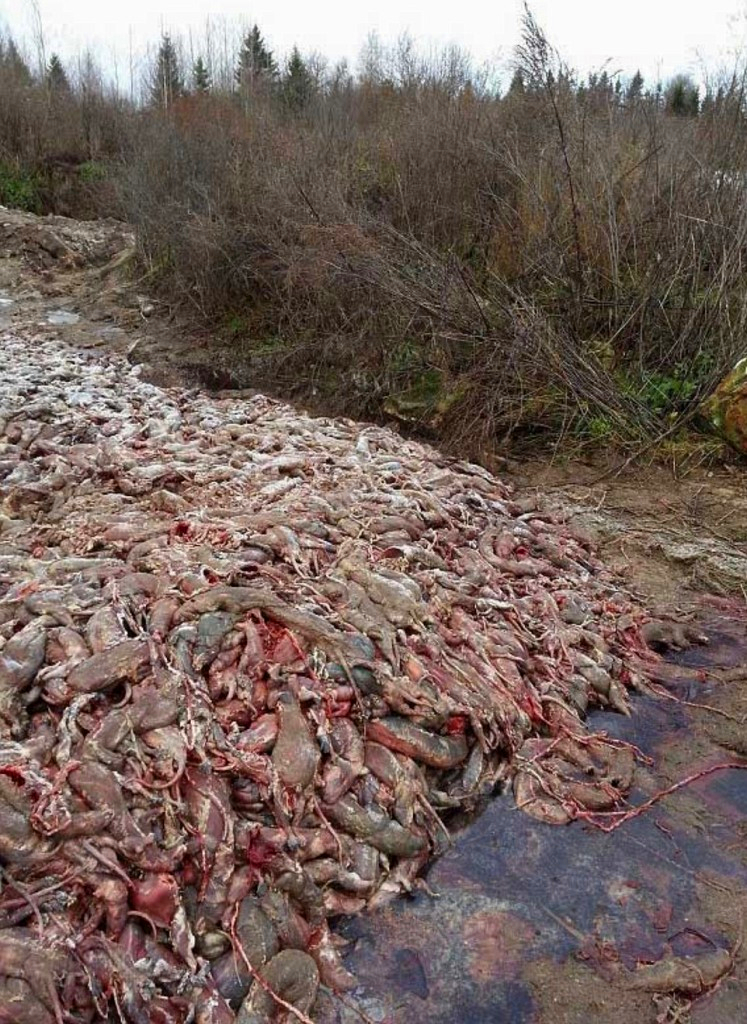 貂的皮毛做成的大衣是很漂亮但背后的残忍血腥你了解过吗