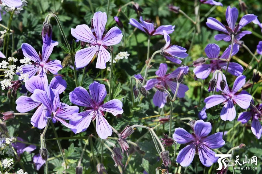 烏魯木齊周邊花海連片就等你來打卡