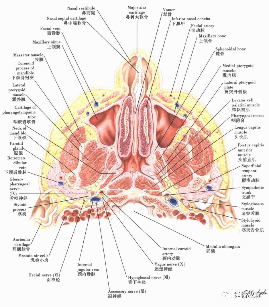 解剖丨鼻,鼻腔,鼻窦