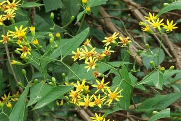 千里光,又叫九里明,九里光,千里及等,是菊科的一种多年生攀援性草本