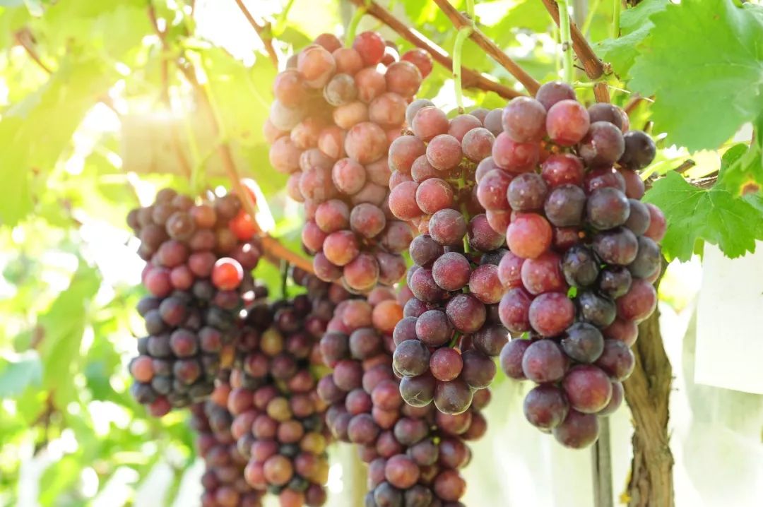 金花秦岭高尔夫 | 又到葡萄成熟时