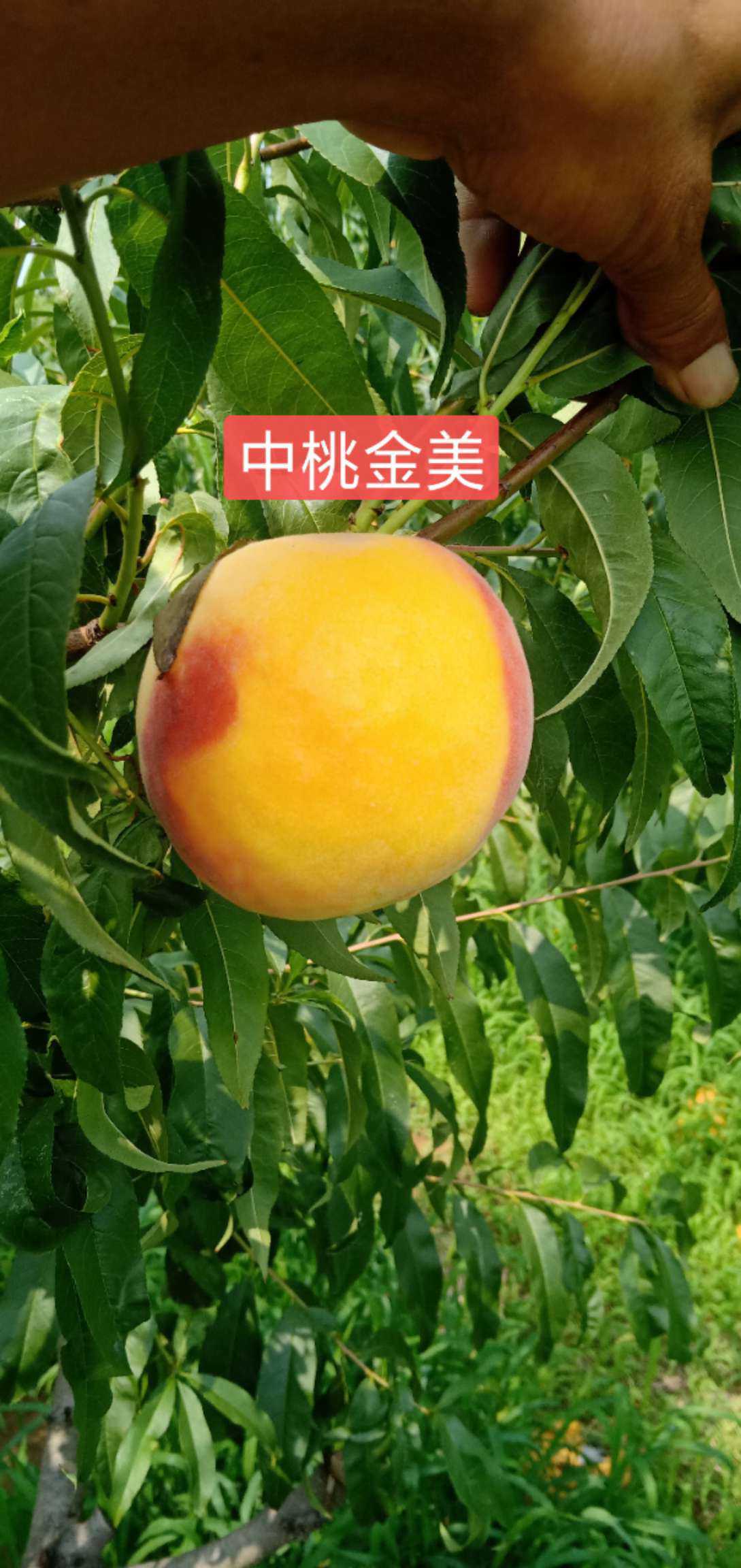 日本黄金蜜黄桃苗图片