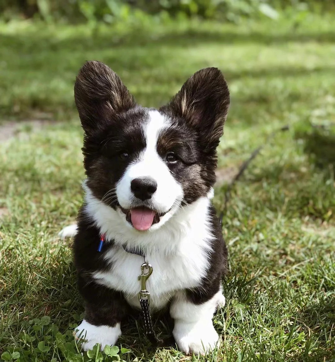 黑白的柯基也好可爱啊!