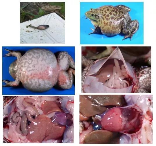 虫见愁高温季节别小瞧牛蛙腹水病