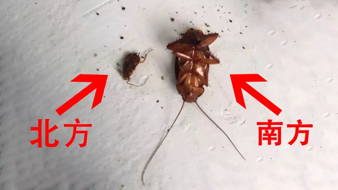 哈哈哈哈哈_蟑螂