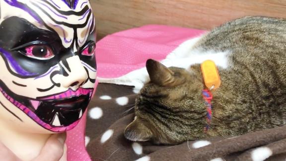 在头模上画恐怖人脸吓猫却被猫咪轻松识破愚蠢的铲屎官