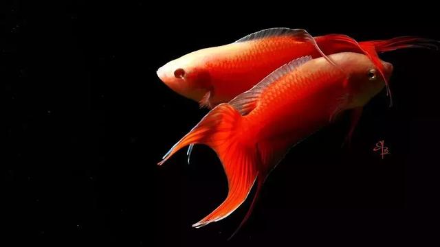 白化作品新会hk作品赞助招募2019长城杯中国斗鱼超级联赛,队伍冠名