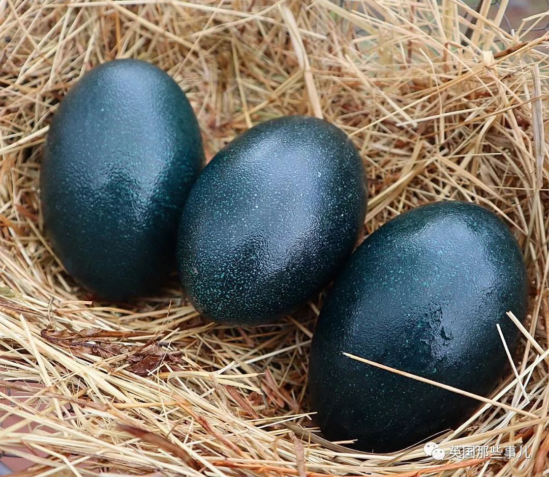 帅气小哥24岁开起农场每天捡那么多珍奇异蛋的画风居然有点美好