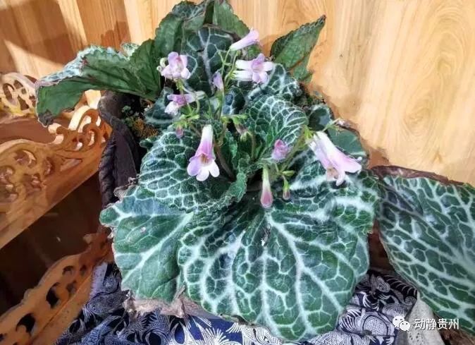 贵州喀斯特岩石上的这种植物,人称"岩白菜",它究竟是盘什么"菜"?