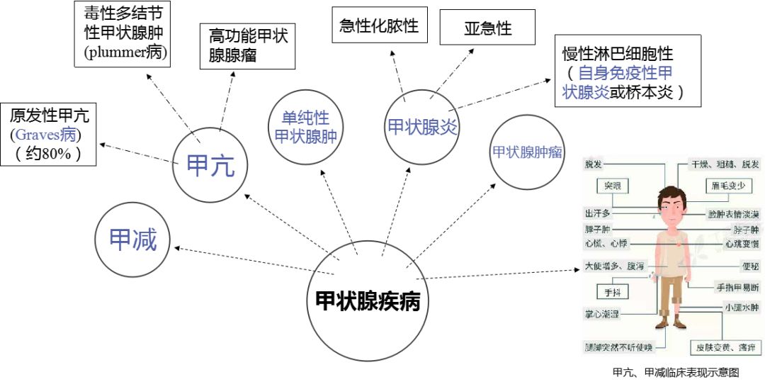 具有摄取碘以合成,贮存和释放甲状腺激素的功能,对调节人体生理代谢