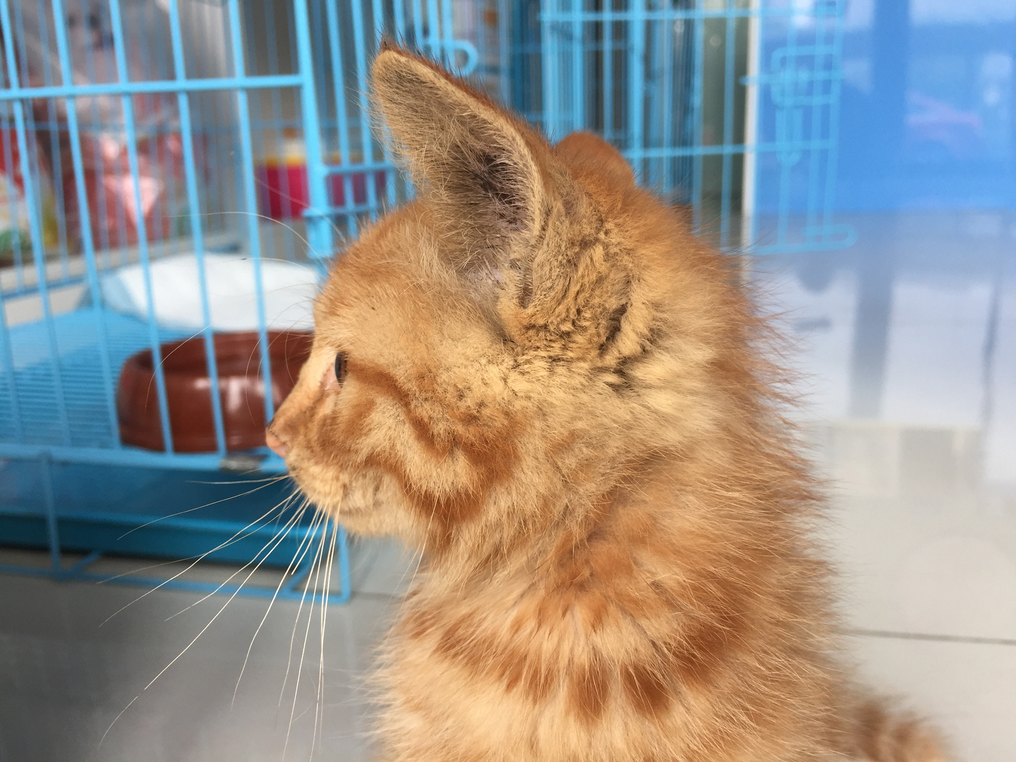 路上捡到小奶橘,睁开眼后惊艳了,是心动的感觉