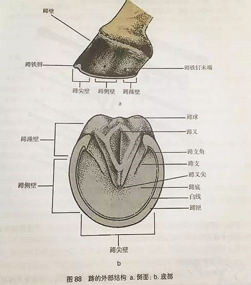 “钉马掌”是怎么回事？马会感到痛吗？_马蹄