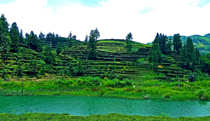 绿水青山茶园飘香丰顺八乡山龙岭村