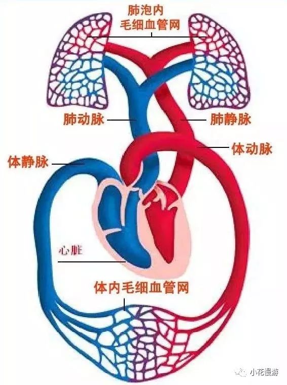 心脏血液循环的方向是蓝色到红色的方向,血液被器官吸收营养和氧气