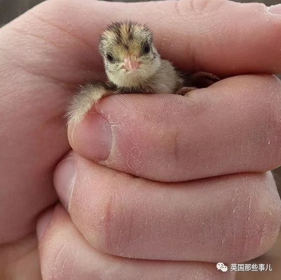 这是出生后几天它们的模样.还没睁眼的小鹌鹑.