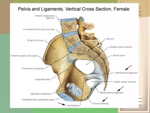 骨盆的功能解剖骨盆關節的骨頭結構