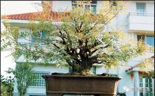 孔庙前遍植的黄连木,由大师之手,育成世界盆景大赛第一名作!