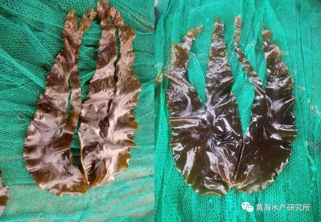 掌状海带配子体克隆育苗及养成测试通过现场验收