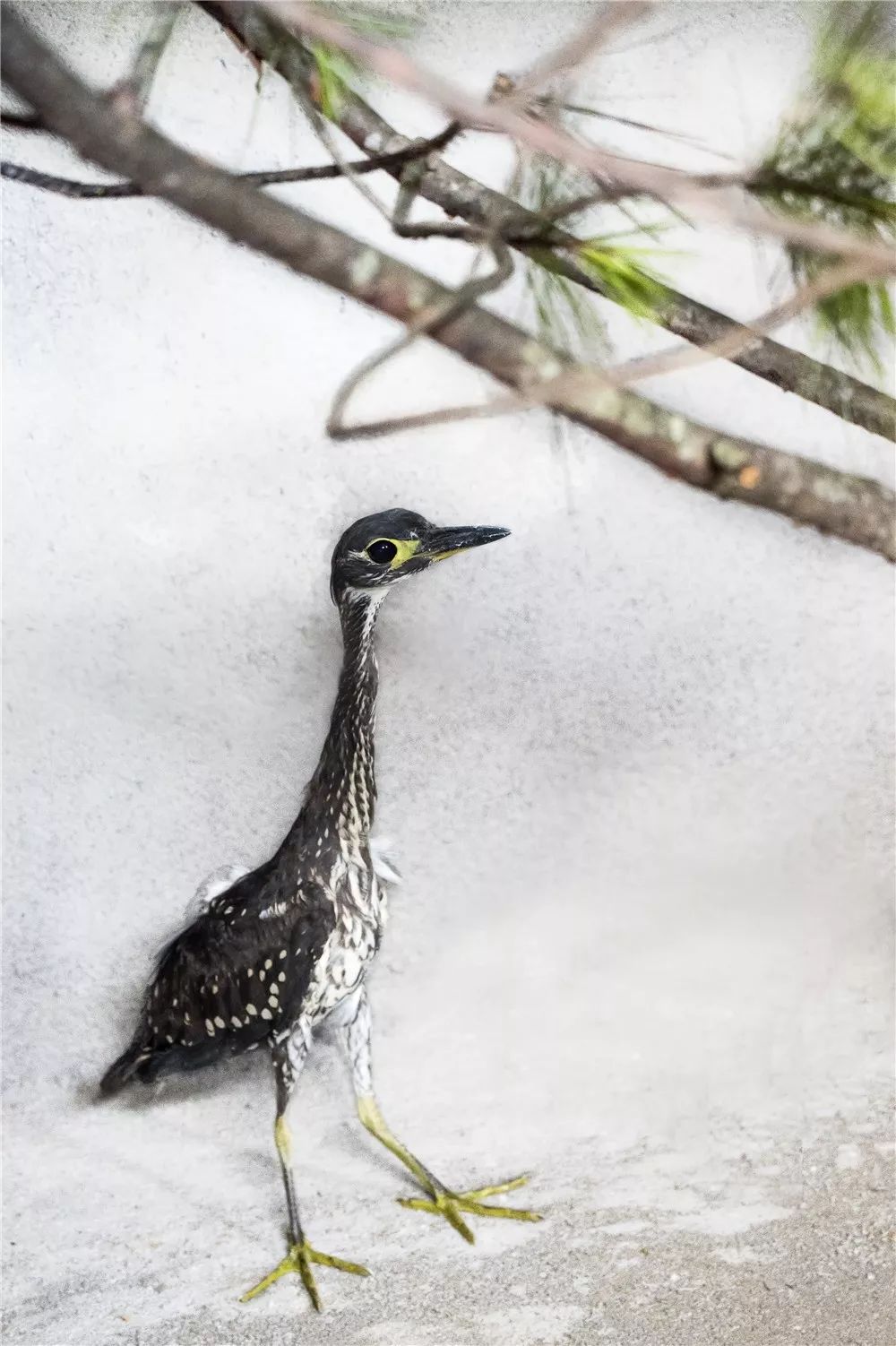 世界上最神秘的鸟海南鳽再次出现在大美长汀