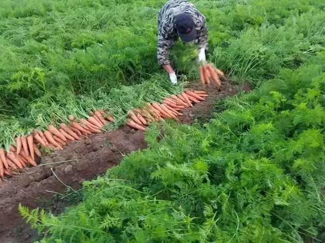 種植胡蘿蔔為了增產平畦栽培和高壟栽培應如何選擇