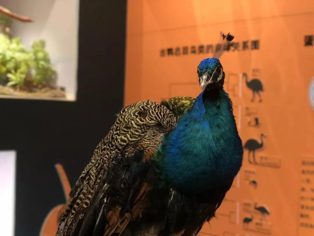 孔雀,马…时不时就会出现在你身旁 为了让观众更深入地了解远古时代