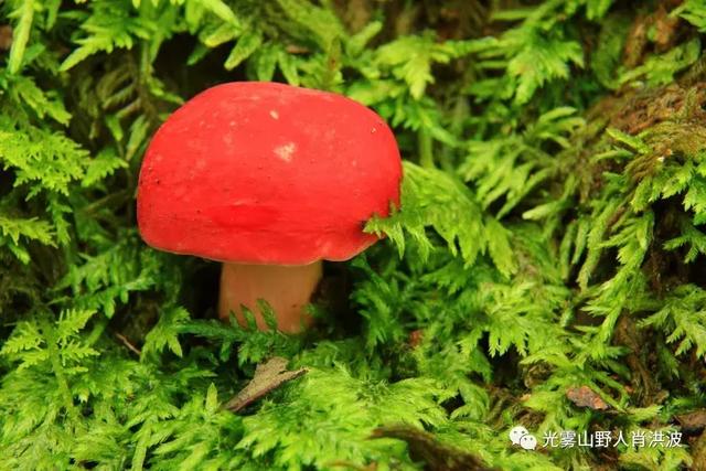 去巴中纳凉胜地梦境光雾山戏水采野菌尝天然蜂蜜