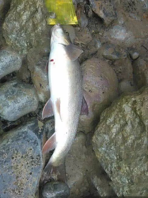 此鱼被山里人称之为阳鱼是货真价实的绿色食品