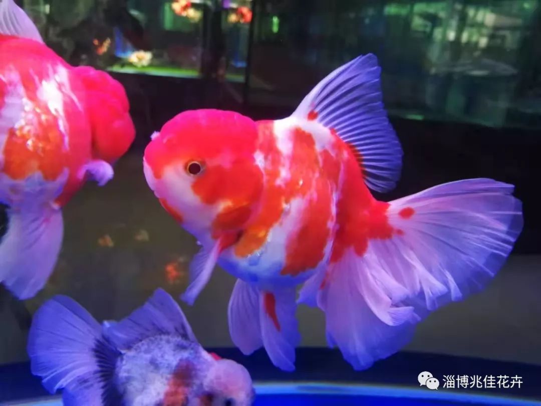 適合水族箱飼養觀賞.泰獅屬於