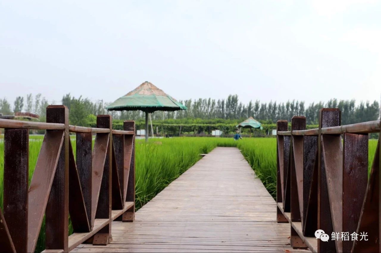 寂静的田间小道,和稻田一路之隔的池塘,是钓鱼爱好者的天堂,晨昏时分