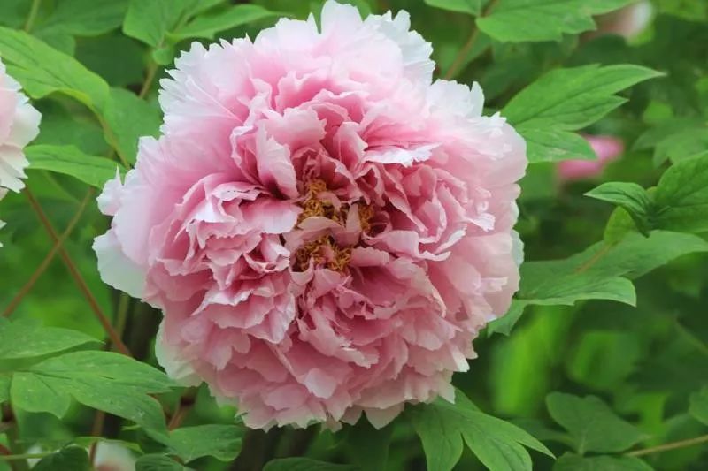 牡丹,我心中的国花!_中国