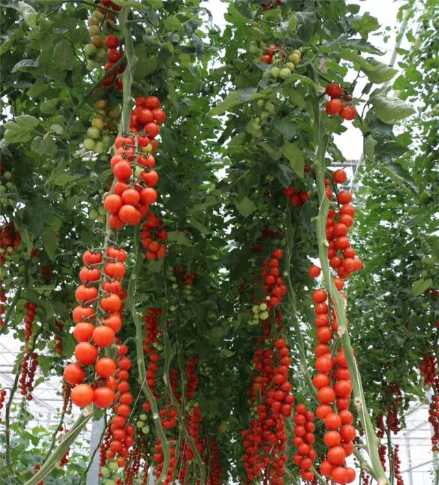 特大喜讯‖嬉乐湾樱桃小番茄可全年采摘啦!