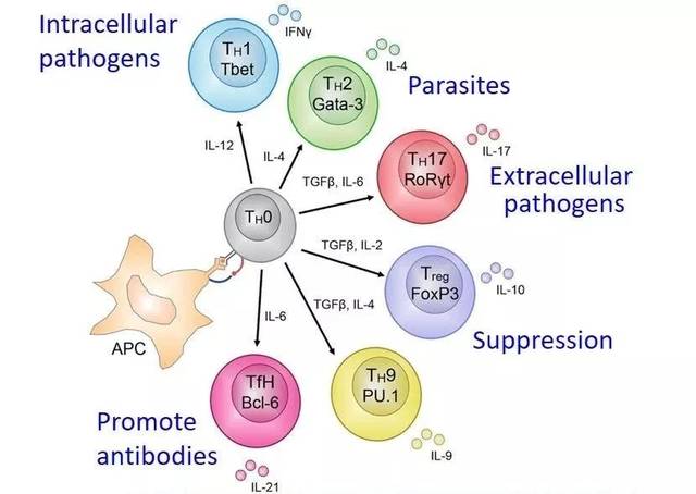 哈佛顶级专家谈风湿免疫机制研究_细胞