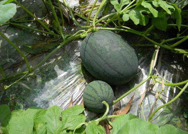 给力产值超亿元它不愧是怀集瓜中之王