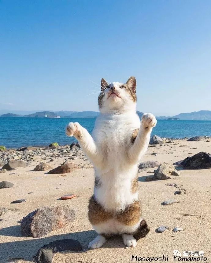 猫咪伸出双臂拥抱阳光