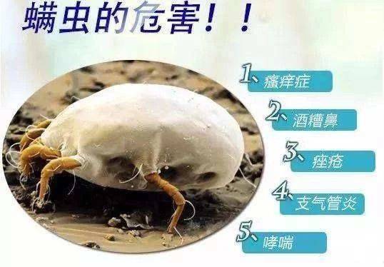山东佰业集团----螨虫的危害_真菌