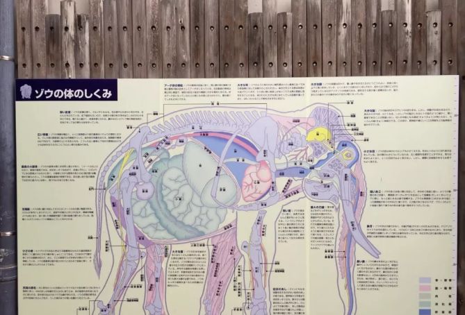 大象结构分析图图片