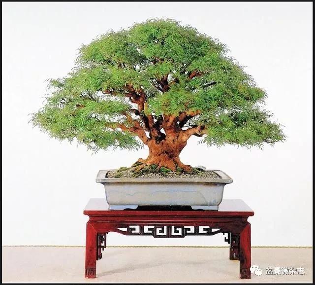 孔庙前遍植的黄连木,由大师之手,育成世界盆景大赛第一名作!