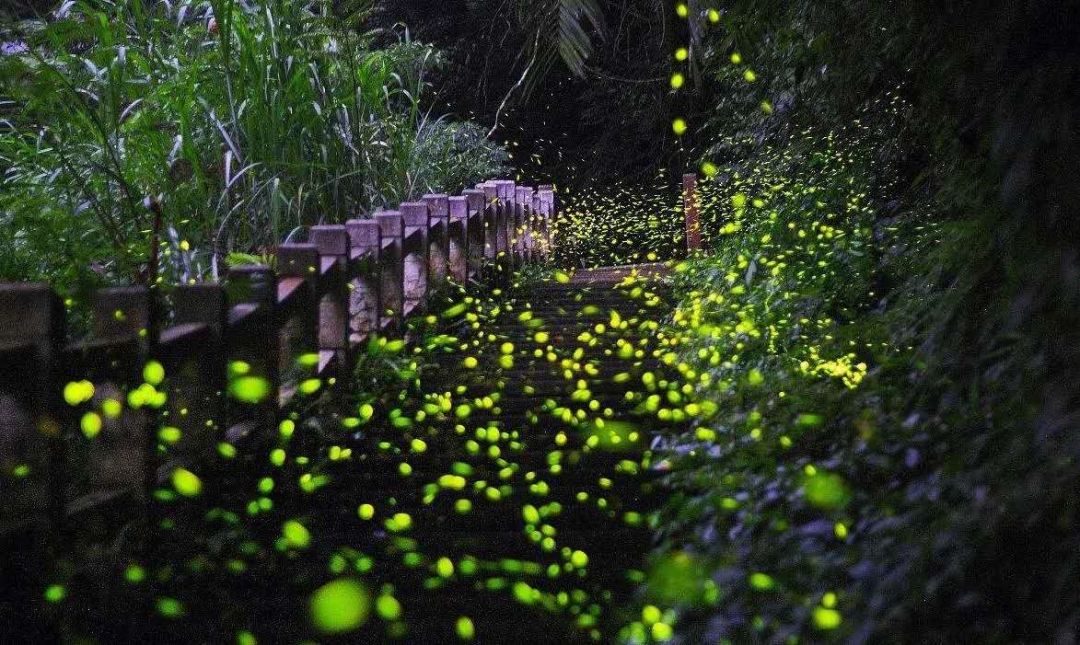 萤火虫61灯光61啤酒节来了盘山滑雪场仲夏夜中的盛宴