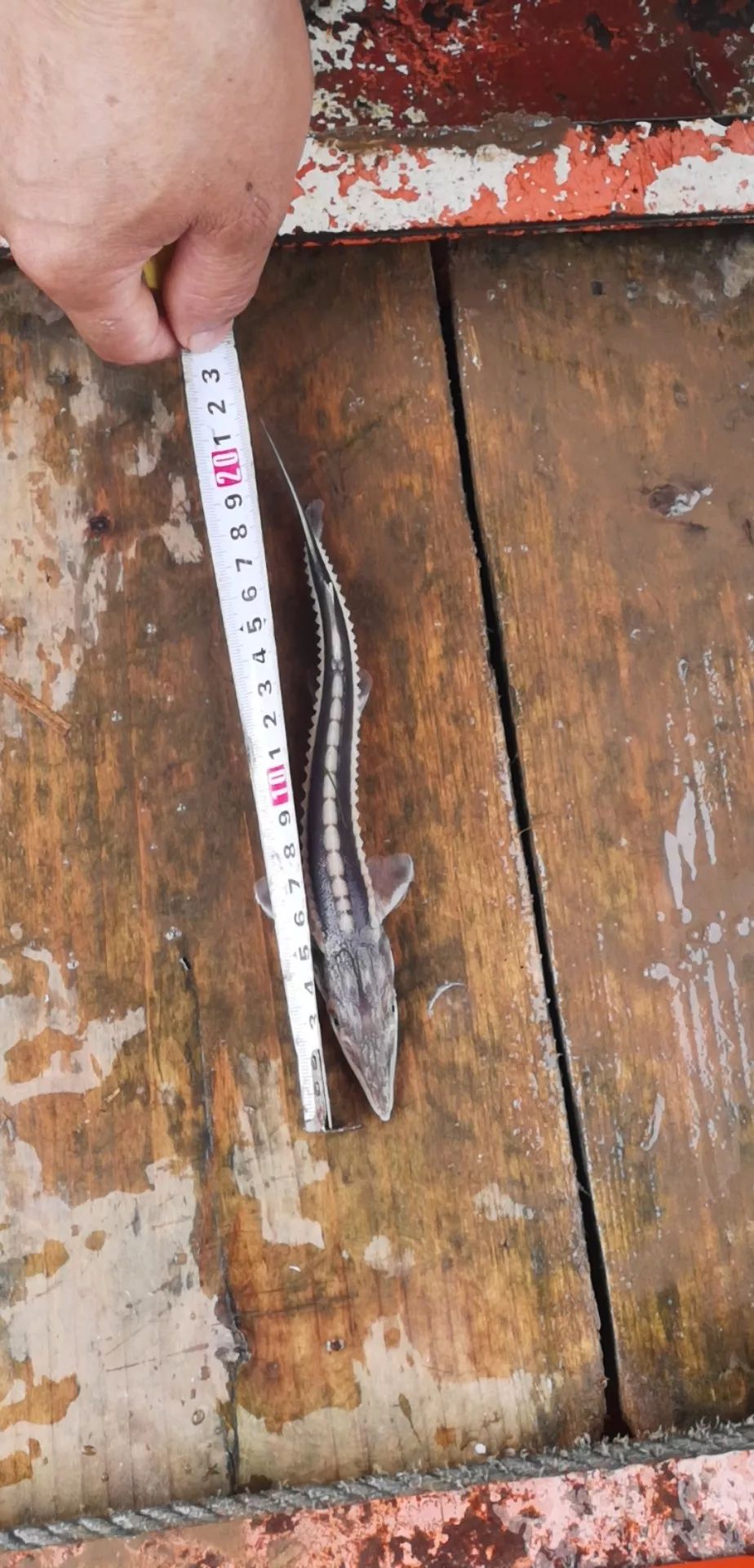 宜宾渔民竟在长江捕到"牢底坐穿鱼"!数量达到