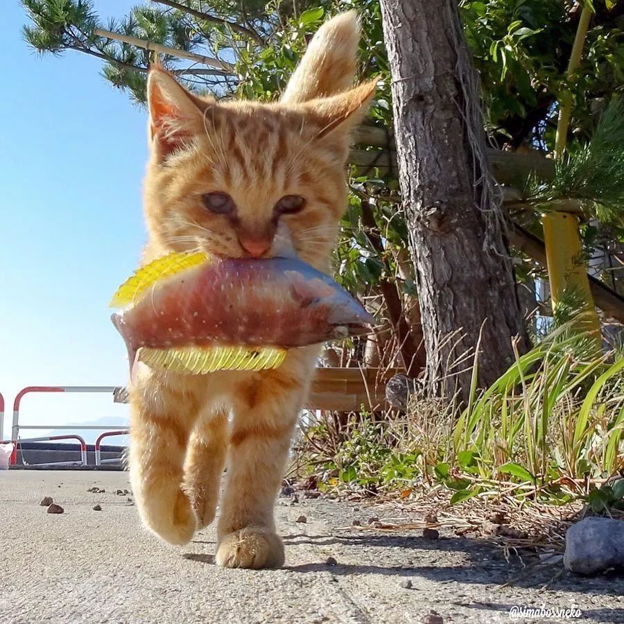 来自橘猫的凝视眼神很是凶猛